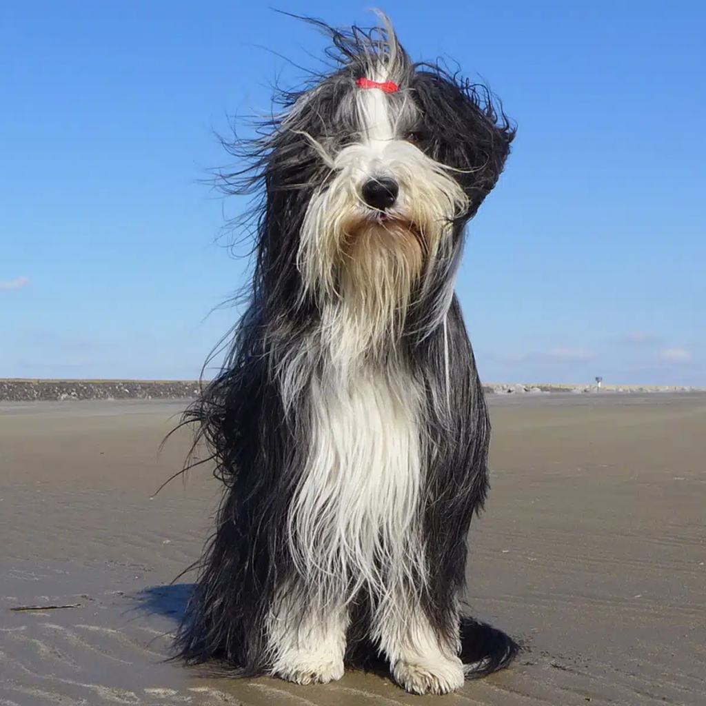 Myfamily Bearded collie