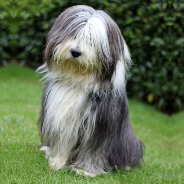 Myfamily Bearded collie