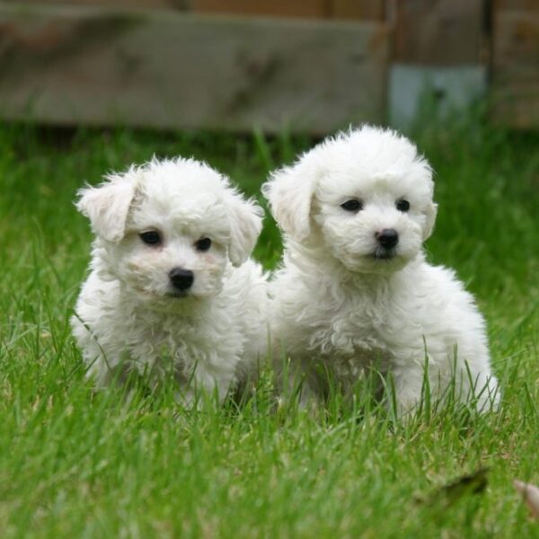 Myfamily Bichon frisé IDtag