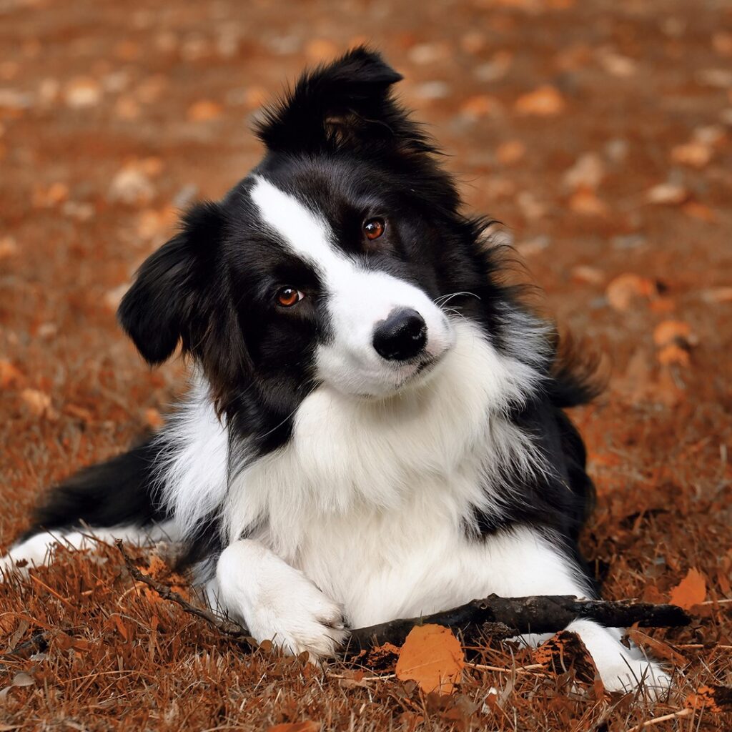 Myfamily Border collie IDtag