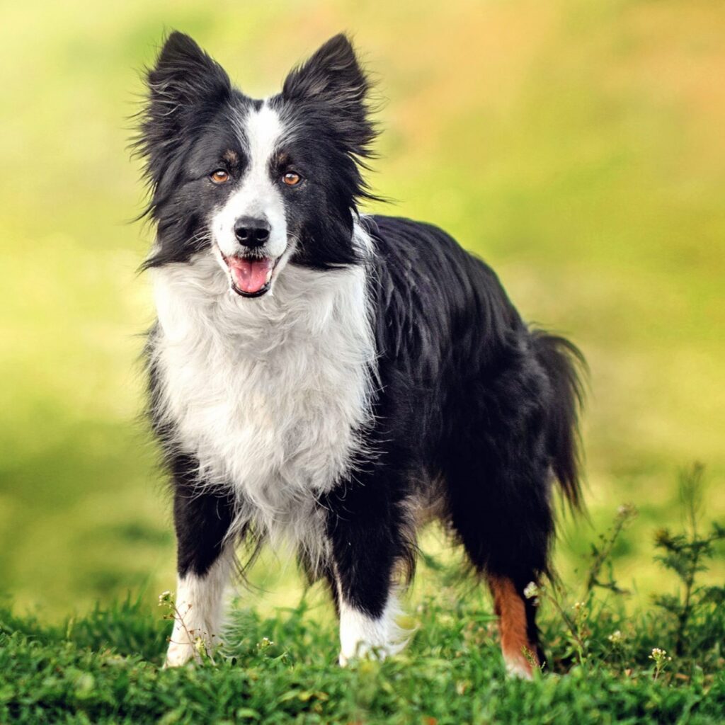 Myfamily Border collie IDtag