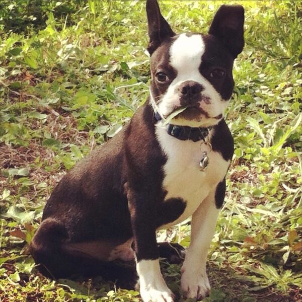 Myfamily Boston Terrier IDtag