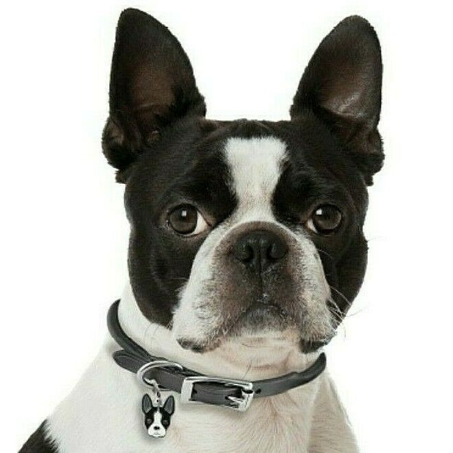 Myfamily Boston Terrier IDtag