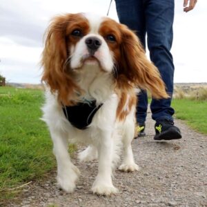 Myfamily Cavalier king charles IDtag