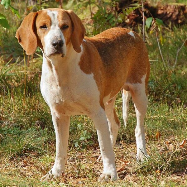 Myfamily Foxhound