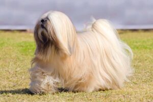 Myfamily Lhasa apso IDtag