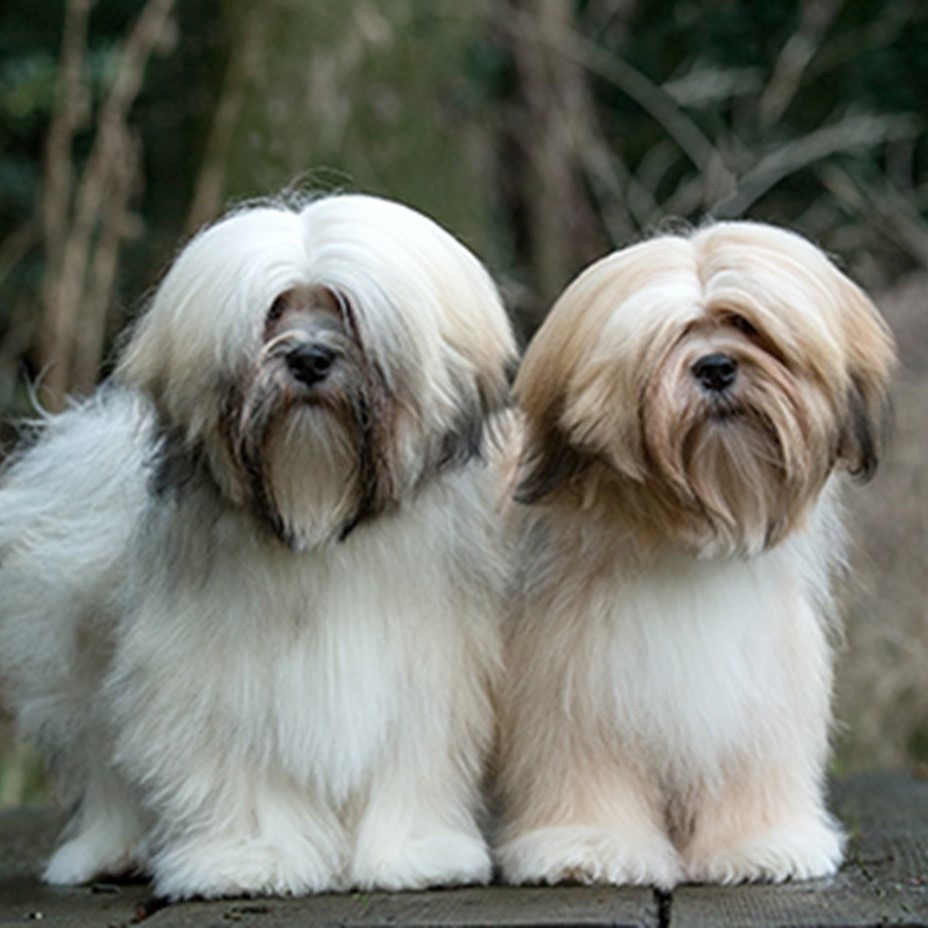 Myfamily Lhasa apso IDtag
