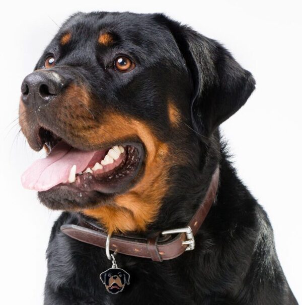 Myfamily Rottweiler IDtag