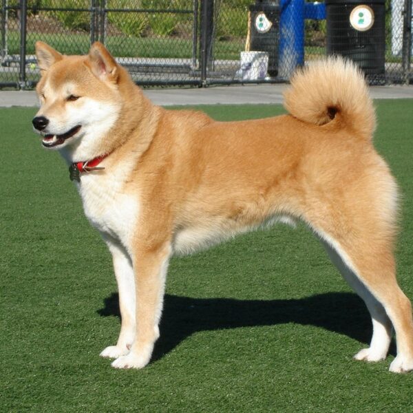 Myfamily Shiba