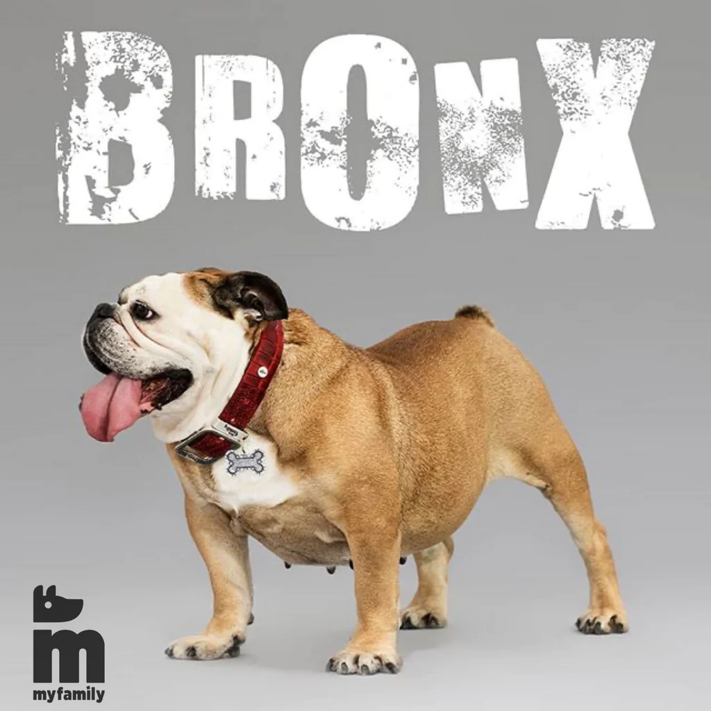 Myfamily Bronx bein