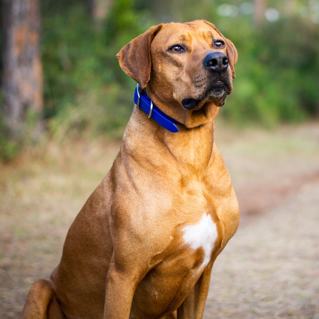 Myfamily Rhodesian ridgeback