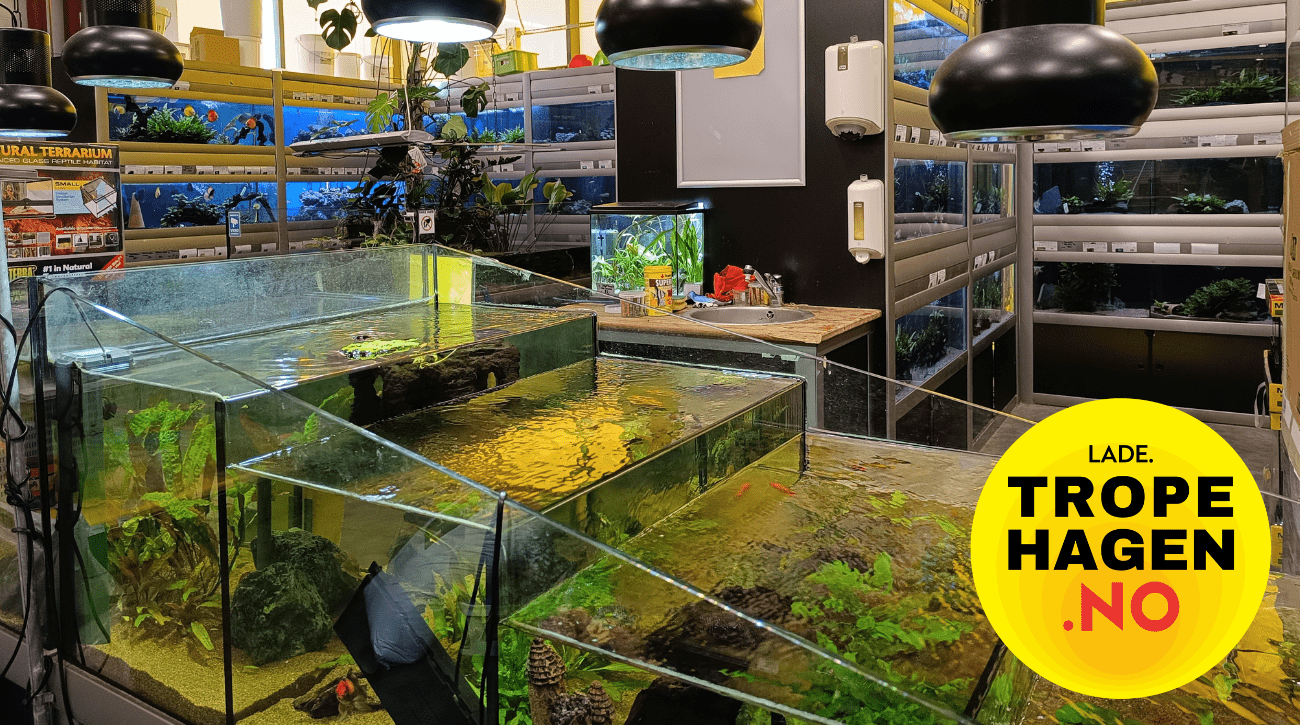 Akvariebutikk i Trondheim
