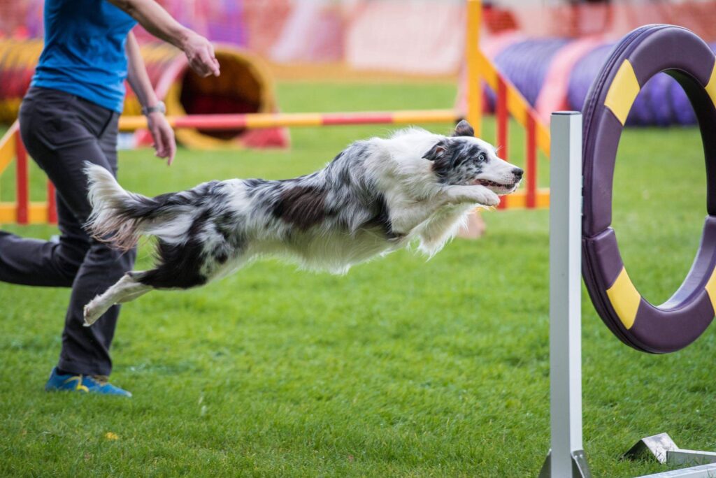 Hva kan hunden lære av agility?