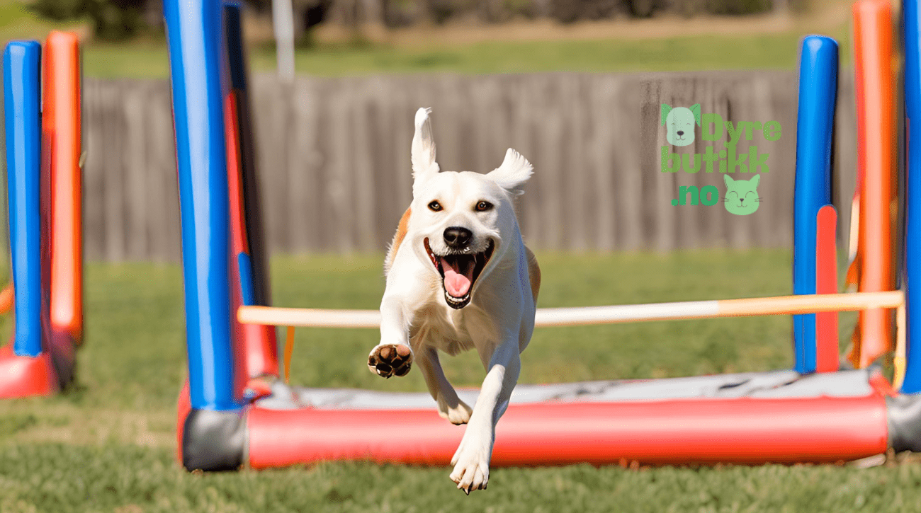 Start agility trening med hunden