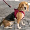 Curli Vest Air-Mesh Clasp Hundesele-.....jpg