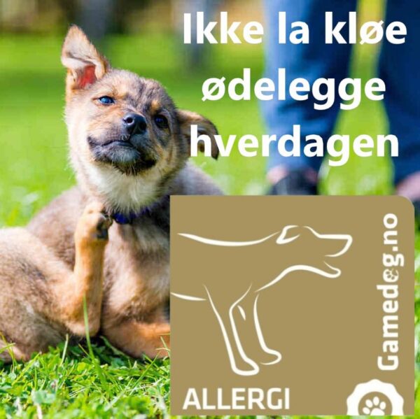 Gamedog.no allergi