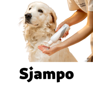 Sjampo