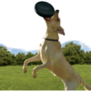 Kong Extreme Frisbee