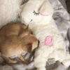 Afp Little Buddy hjerteslag Hundeleke, beroligende sau