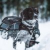 Non-Stop Dogwear Amundsen Kløv til hund