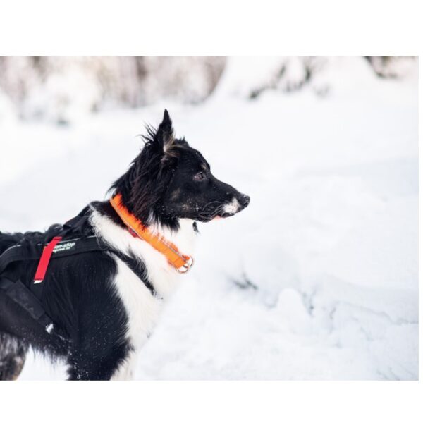 Non-Stop Dogwear Safe Collar Sikkert Hundehalsbånd