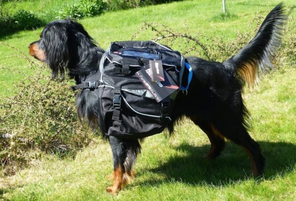 Non-Stop Dogwear Amundsen Kløv til hund