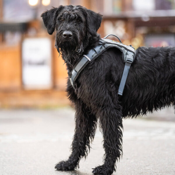 Seleverkstedet Comfort dog harness